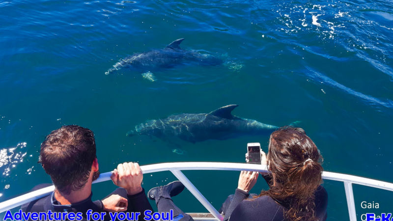 Swim with the dolphins and be at one with nature in the calm waters of New Zealand’s beautiful Marlborough Sounds!